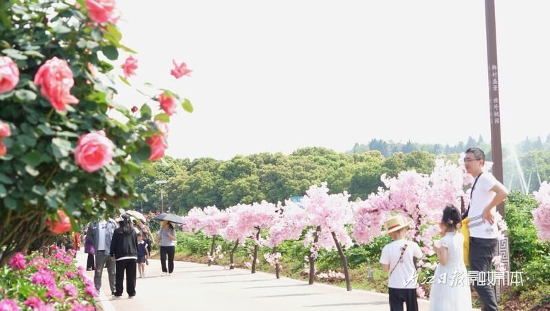 开园啦！东兴区长江田园500余亩玫瑰花海等你来赏-4.jpg