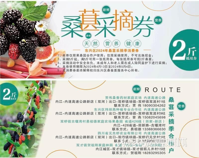 东兴区千亩果桑熟了，1500张采摘券等你来领！-6.jpg
