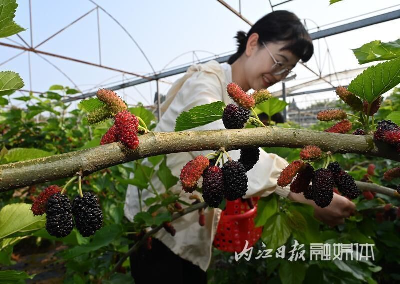 东兴区千亩果桑熟了，1500张采摘券等你来领！-1.jpg