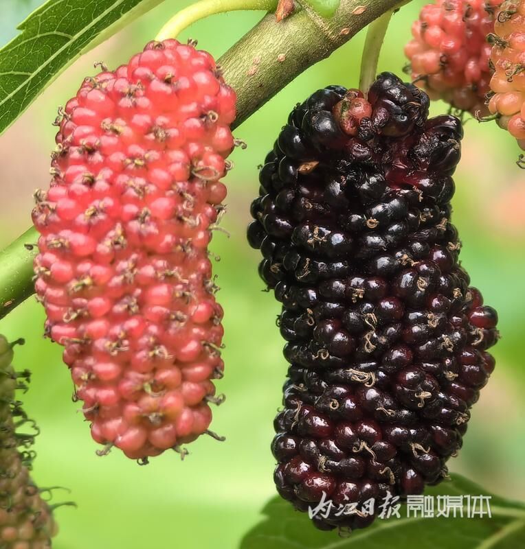 东兴区千亩果桑熟了，1500张采摘券等你来领！-3.jpg