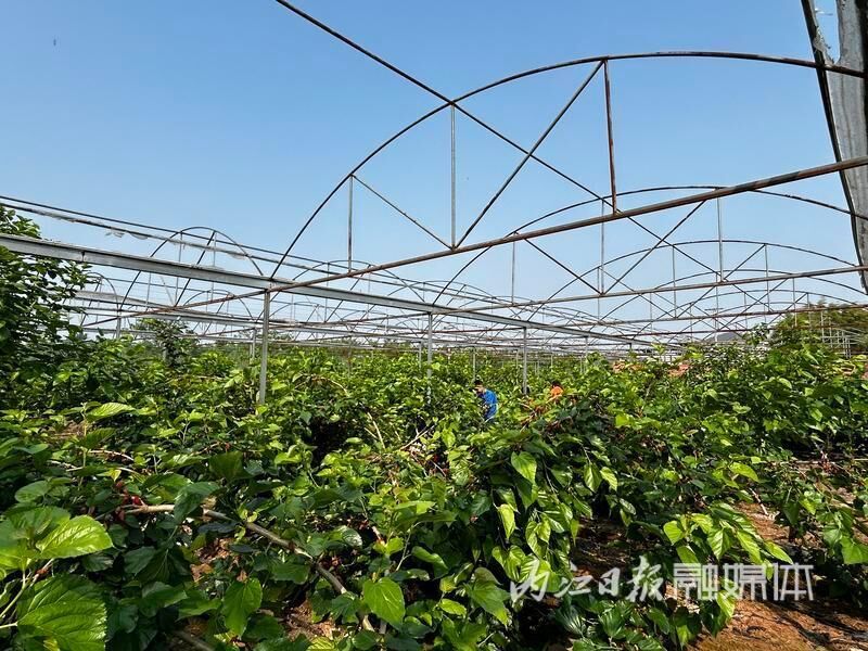 东兴区千亩果桑熟了，1500张采摘券等你来领！-5.jpg