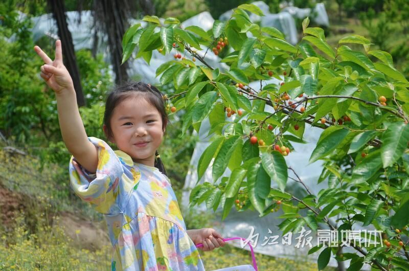 800亩！快来资中云岭金秋景区抢“鲜”尝樱桃-2.jpg
