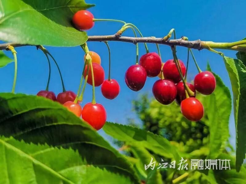 800亩！快来资中云岭金秋景区抢“鲜”尝樱桃-3.jpg