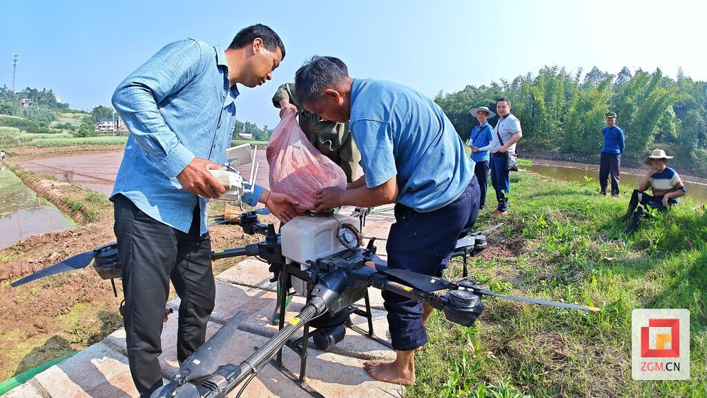 2分钟可直播水稻1亩 自贡进行无人机水稻新品种直播试验-3.jpg
