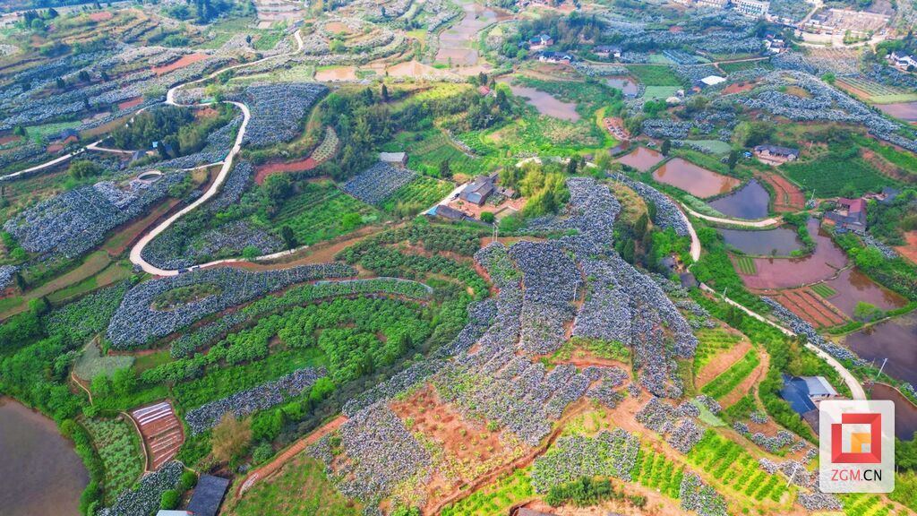 “金果”飘香迎客来！荣县第四届枇杷文旅季将于4月19日举行-2.jpg