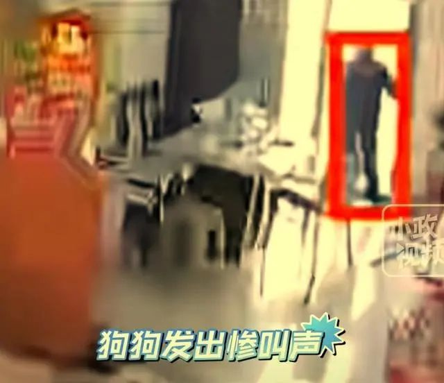 婆婆连杀儿媳3只宠物狗，其中一只已怀孕，原因只是因为……-3.jpg