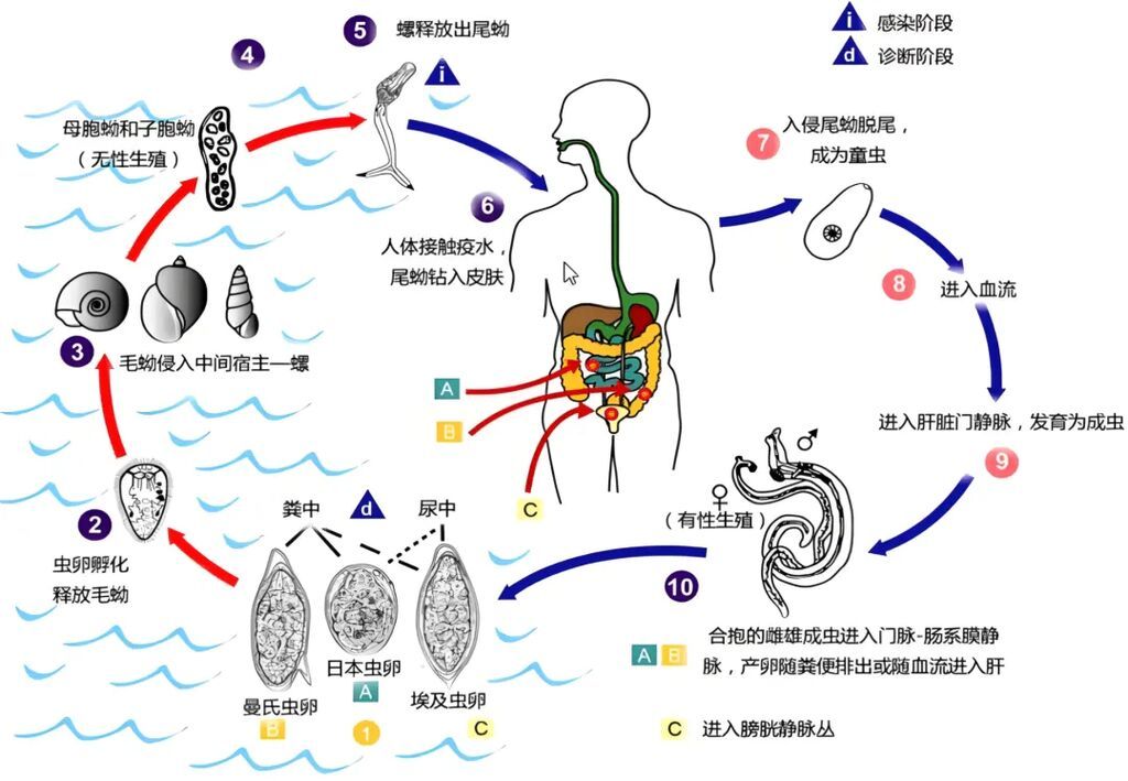 警惕！接触10秒即可感染，近期开始高发，中疾控连发提醒——-3.jpg