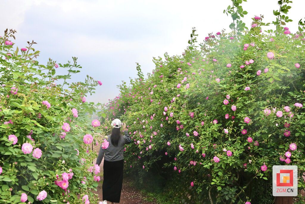 贡井：蔷薇花开 人间温柔亦浪漫-3.jpg