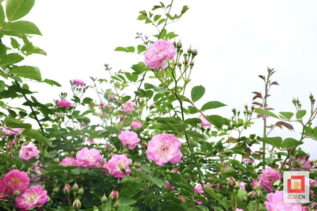贡井：蔷薇花开 人间温柔亦浪漫-2.jpg