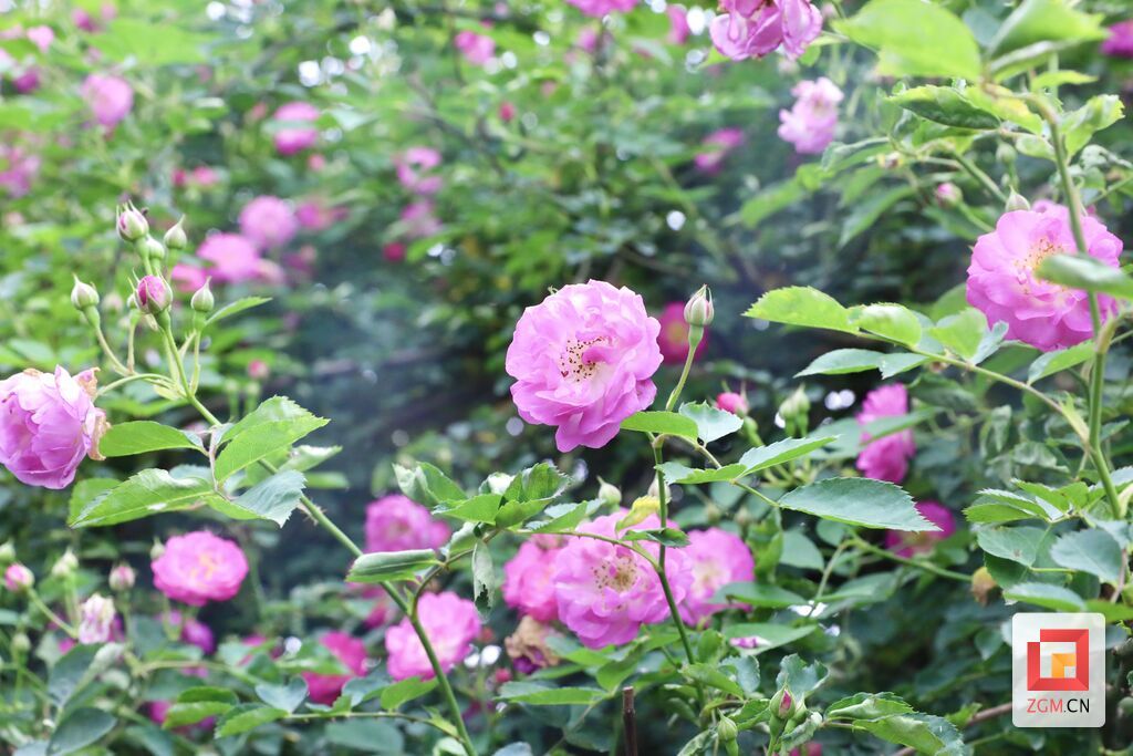 贡井：蔷薇花开 人间温柔亦浪漫-1.jpg