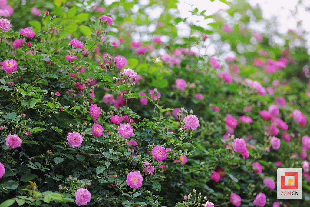 贡井：蔷薇花开 人间温柔亦浪漫-4.jpg