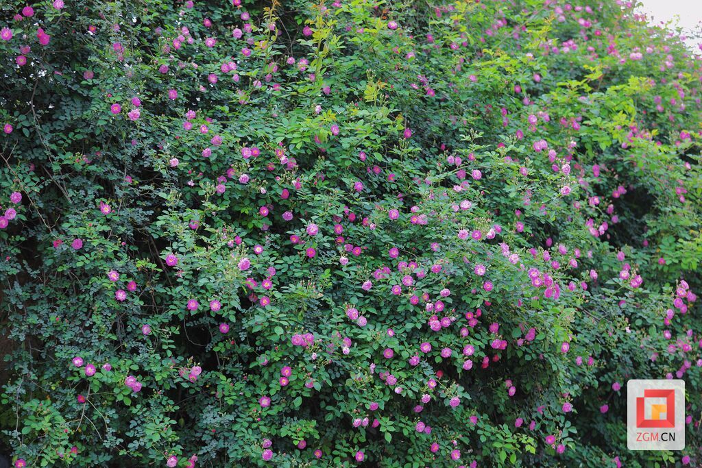 贡井：蔷薇花开 人间温柔亦浪漫-5.jpg