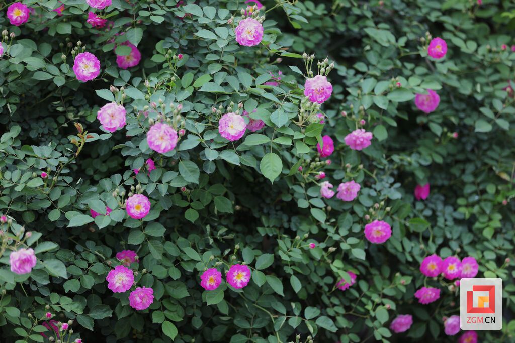 贡井：蔷薇花开 人间温柔亦浪漫-8.jpg