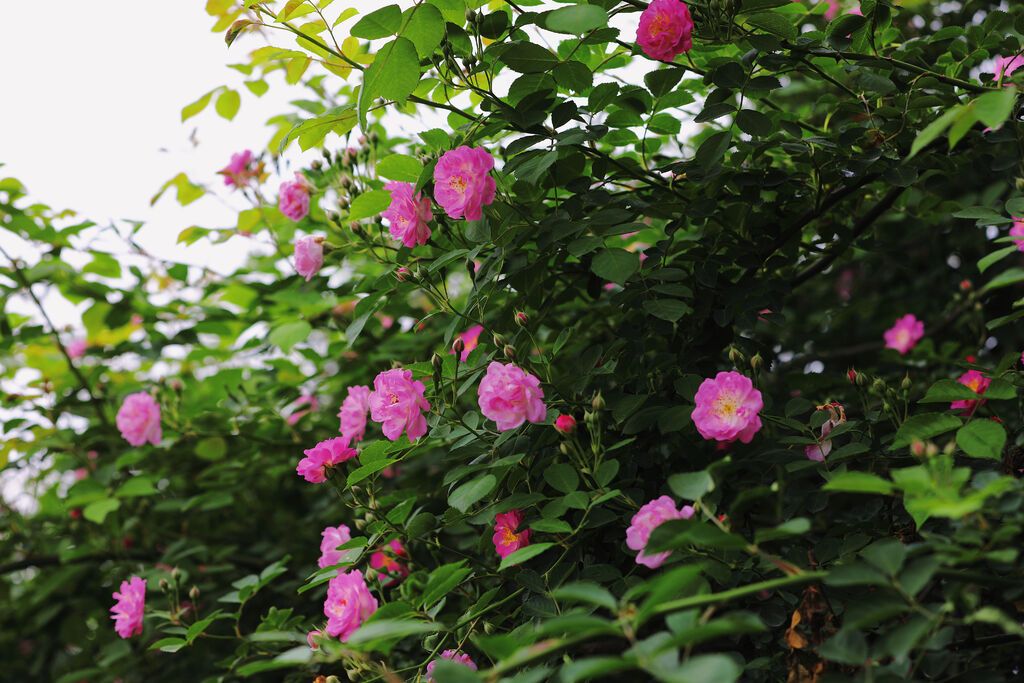 贡井：蔷薇花开 人间温柔亦浪漫-7.jpg