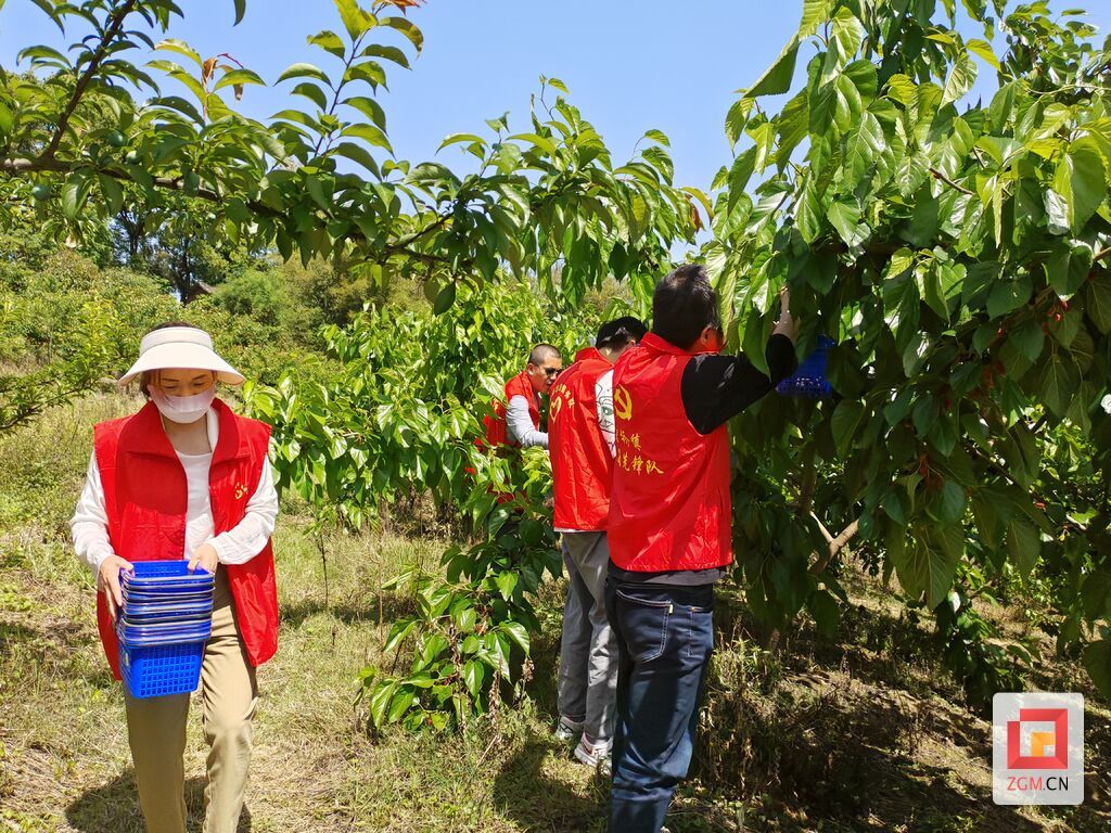 富顺县李桥镇开展桑葚采摘活动-2.jpg