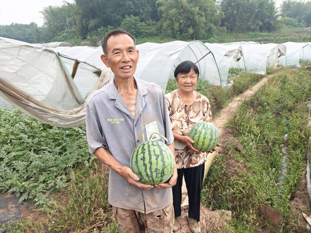 @自贡人 又到吃瓜季 九洪西瓜“甜蜜”上市-5.jpg