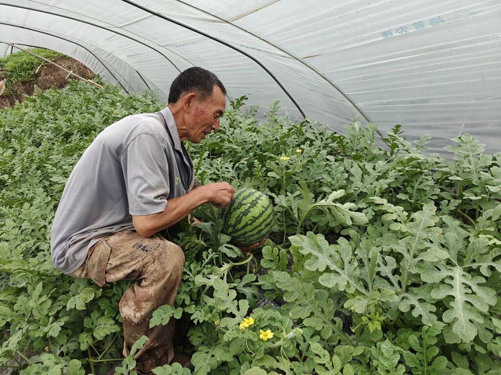 @自贡人 又到吃瓜季 九洪西瓜“甜蜜”上市-4.jpg