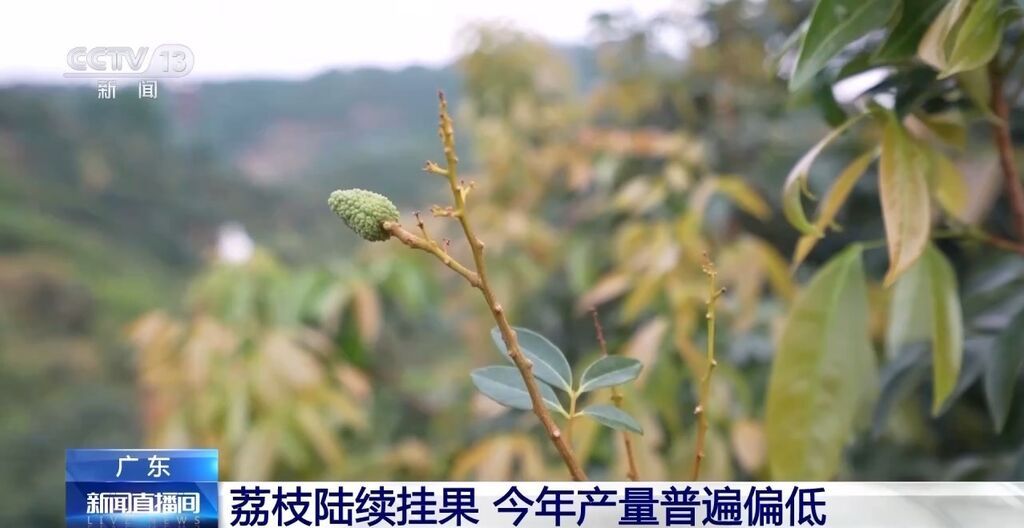 今年是荔枝“小年”？产量偏低的“罪魁祸首”是→-1.jpg