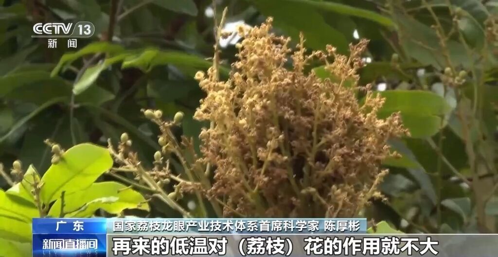 今年是荔枝“小年”？产量偏低的“罪魁祸首”是→-3.jpg