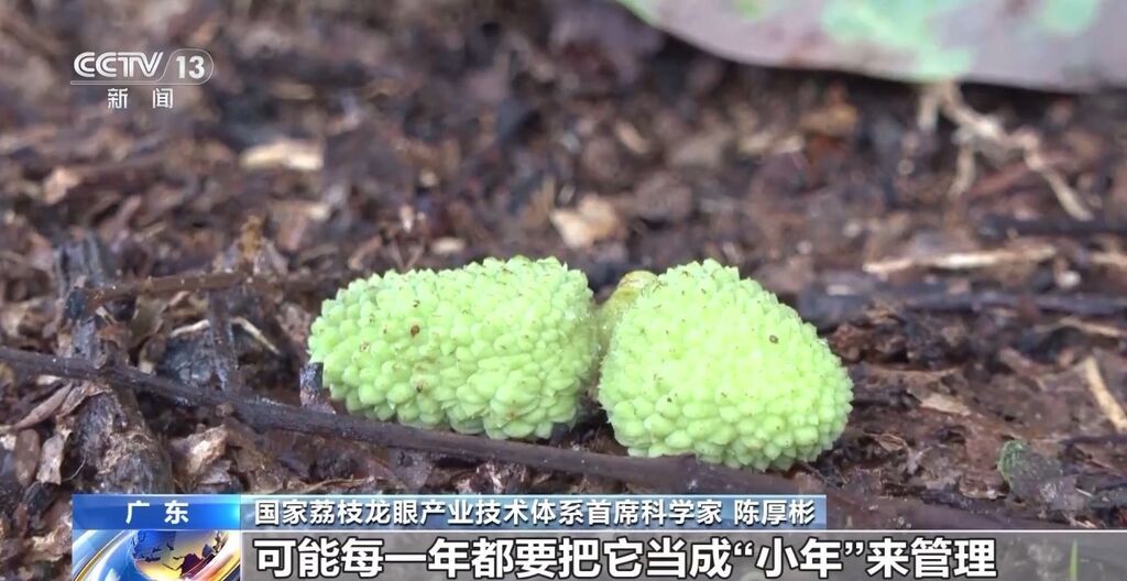 今年是荔枝“小年”？产量偏低的“罪魁祸首”是→-4.jpg