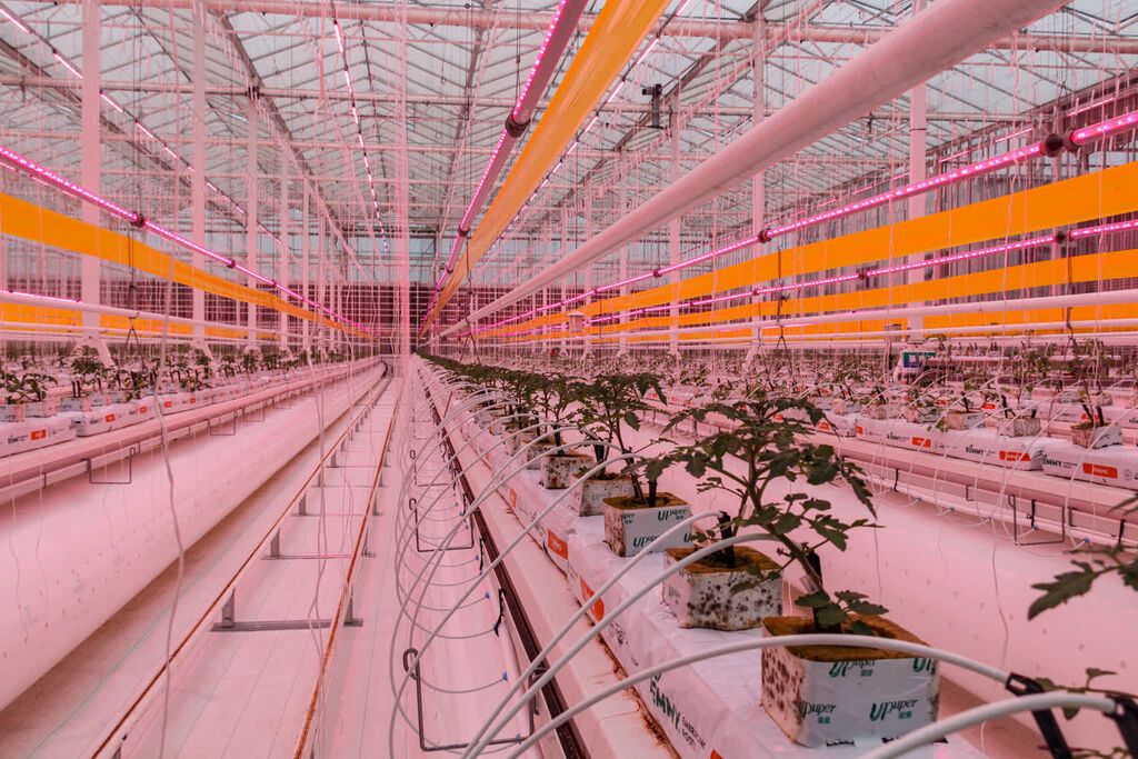“番茄工厂”年固碳200余吨 相当于植树1万棵-1.jpg