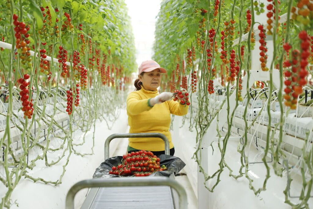 “番茄工厂”年固碳200余吨 相当于植树1万棵-2.jpg