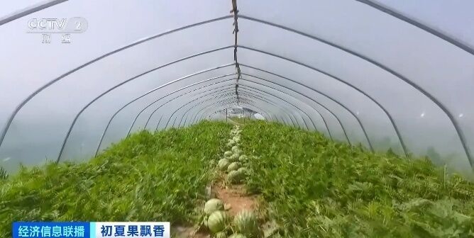 你吃了吗？榴莲大量上市，部分价格跌破每斤10元-8.jpg