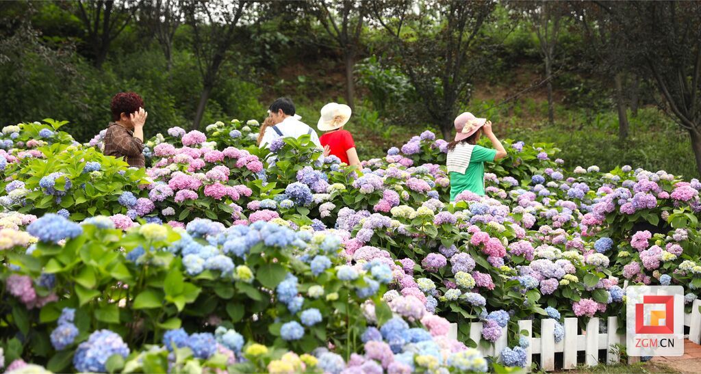 贡井初夏的浪漫：绣球花开，五彩梦幻！-1.jpg