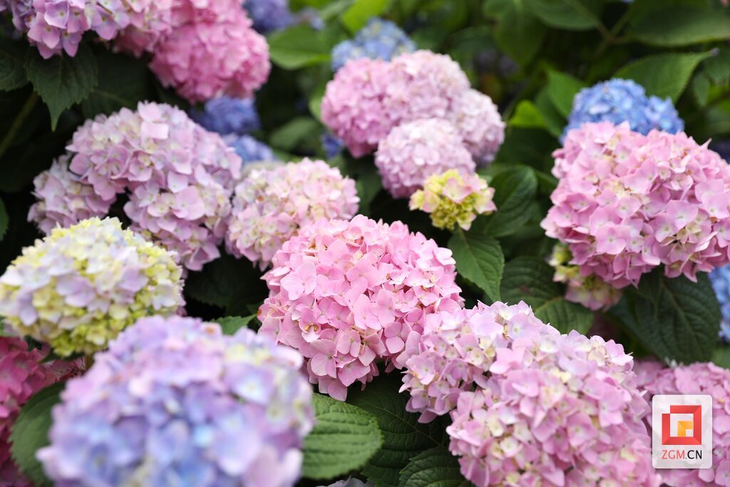 贡井初夏的浪漫：绣球花开，五彩梦幻！-2.jpg