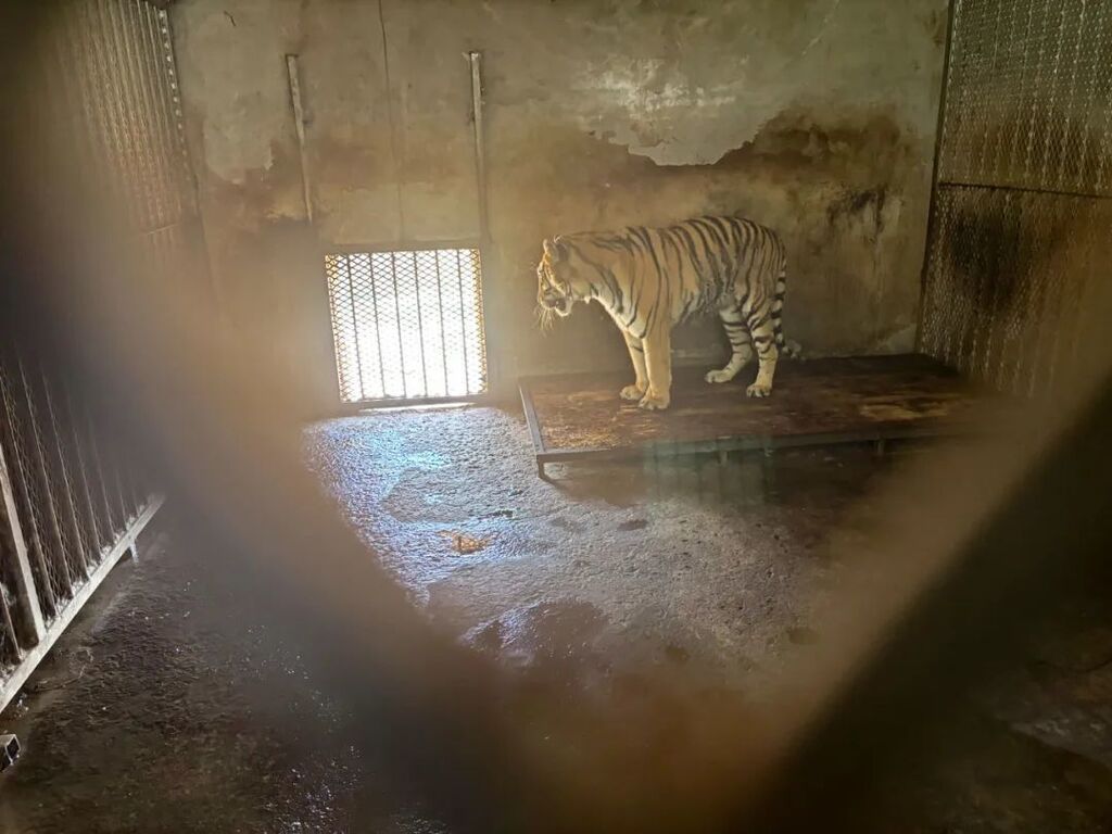 20只东北虎非正常死亡！阜阳野生动物园停业整顿-2.jpg