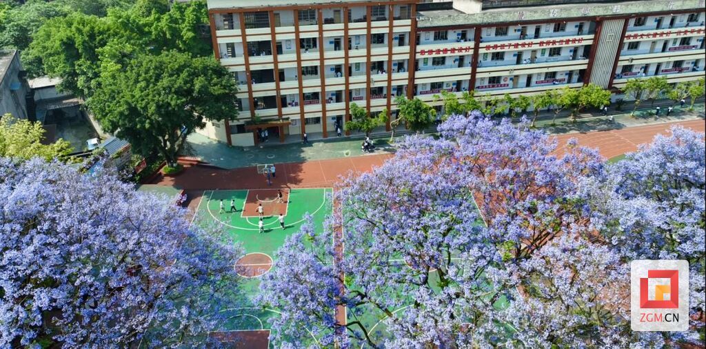 自贡市第六中学：蓝花楹盛开 美育之花绽放-1.jpg