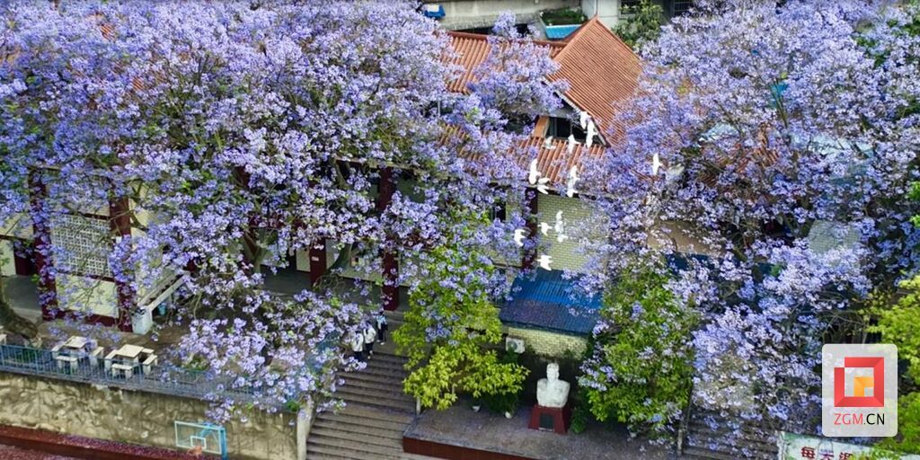 自贡市第六中学：蓝花楹盛开 美育之花绽放-11.jpg