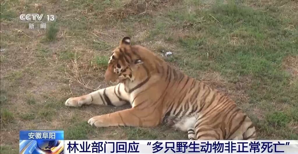 “动物园20只东北虎死亡” 安徽阜阳林业部门通报涉事动物园情况→-1.jpg