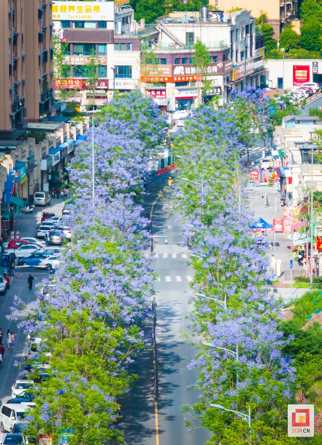 浪漫的不是我，是自贡的蓝花楹——-12.jpg