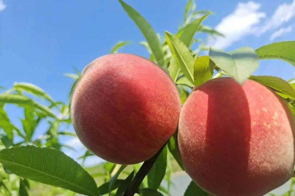 “桃”醉初夏！隆昌这里的桃子等你摘——-4.jpg