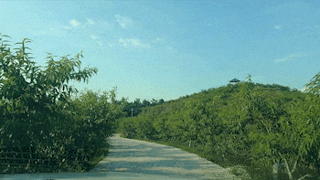 “桃”醉初夏！隆昌这里的桃子等你摘——-3.gif