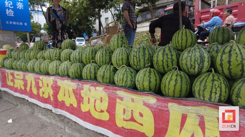 第十二届自贡沿滩九洪西瓜采摘暨夏季消费季活动将于5月25日启动-4.jpg