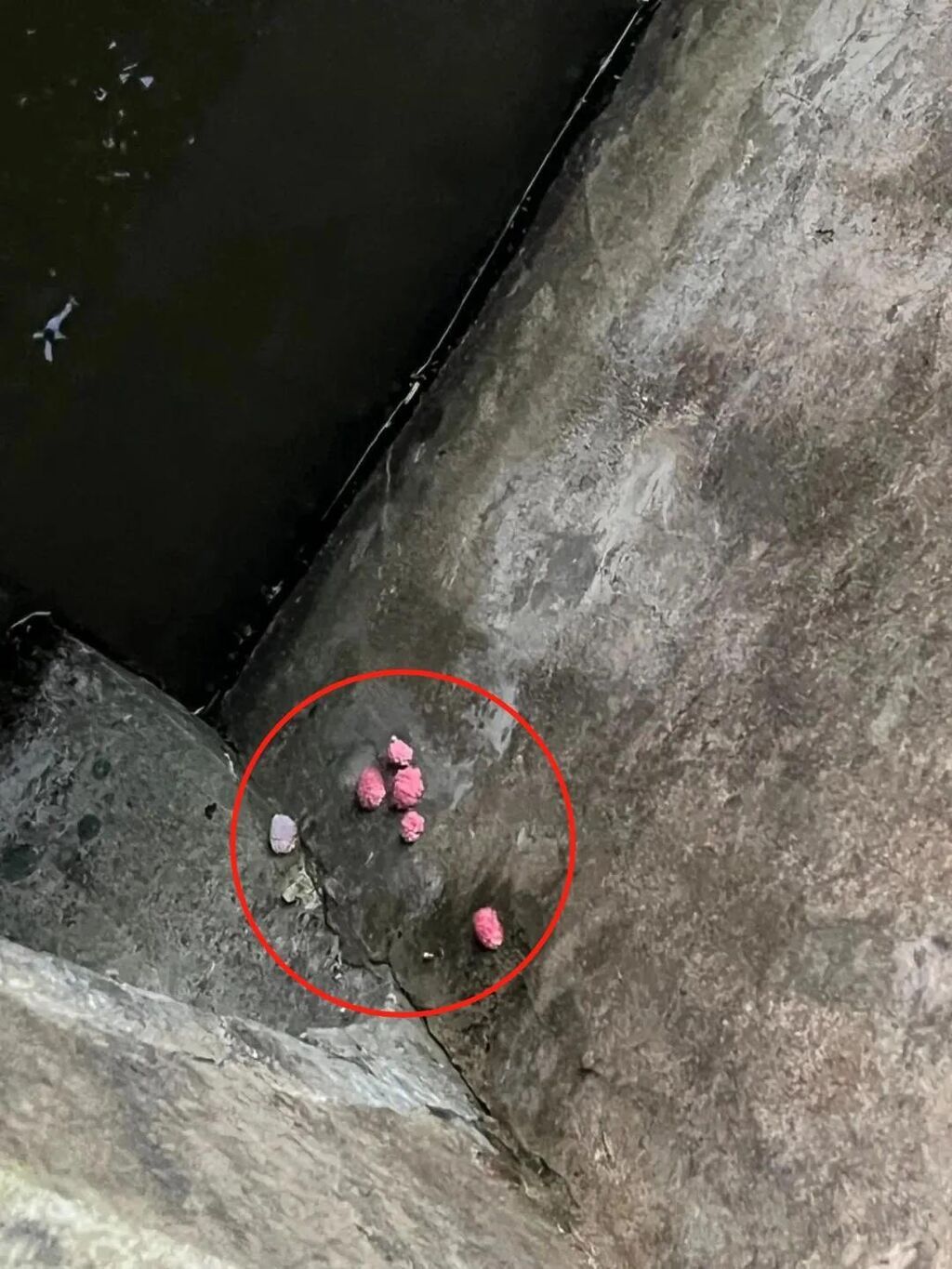 警惕福寿螺！寄生虫多达6000条 误食可致死-2.jpg
