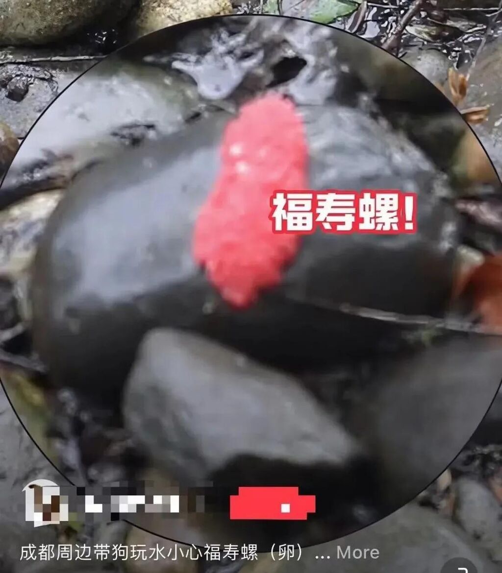 警惕福寿螺！寄生虫多达6000条 误食可致死-3.jpg