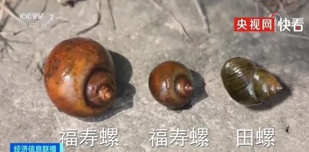 警惕福寿螺！寄生虫多达6000条 误食可致死-6.jpg