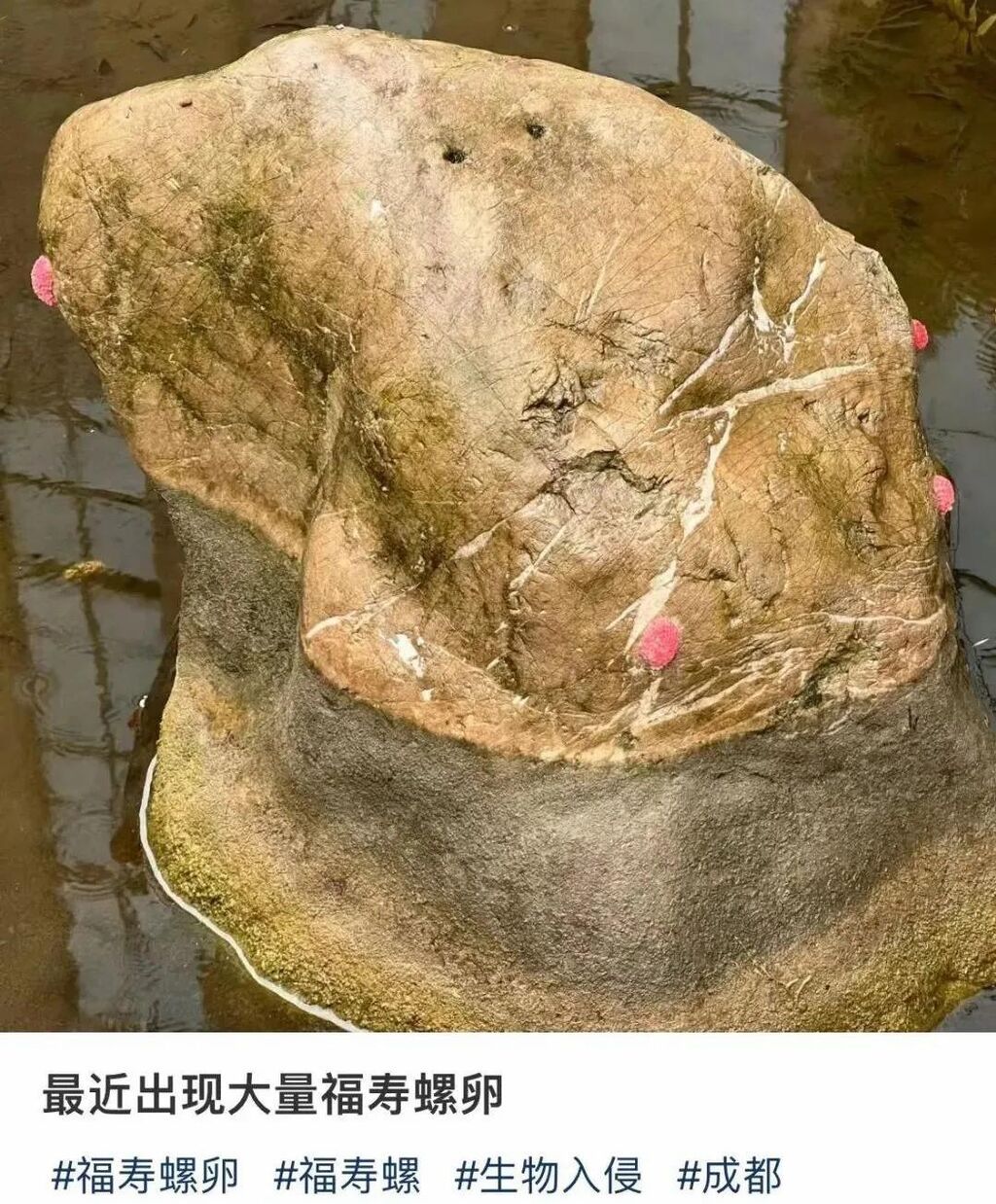 警惕福寿螺！寄生虫多达6000条 误食可致死-4.jpg
