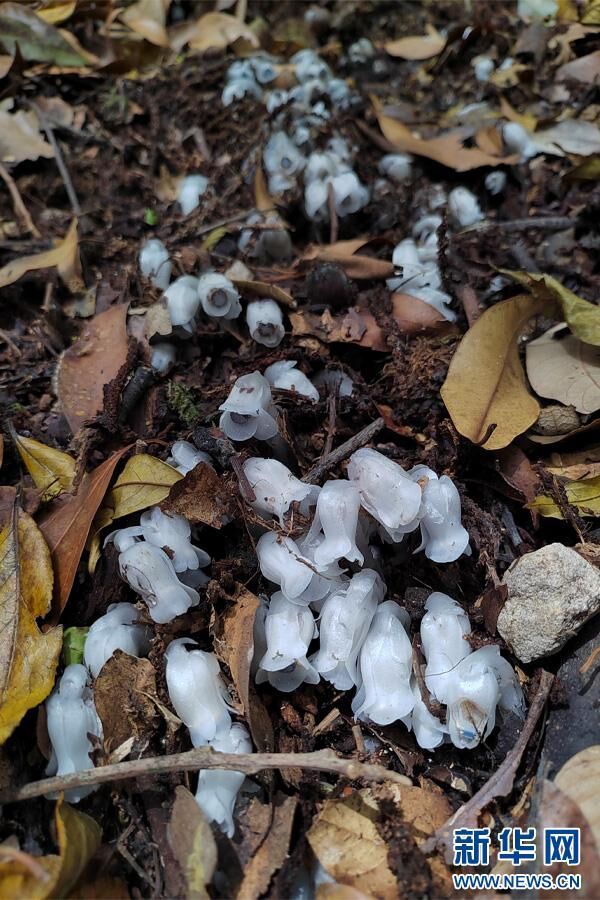 近危级珍稀植物水晶兰现身云南凤庆-2.jpg