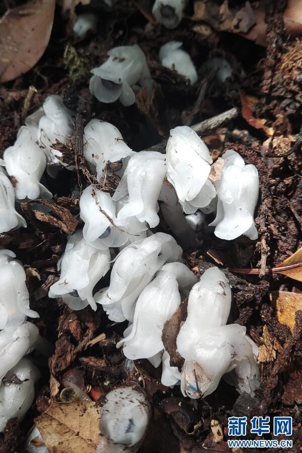 近危级珍稀植物水晶兰现身云南凤庆-1.jpg