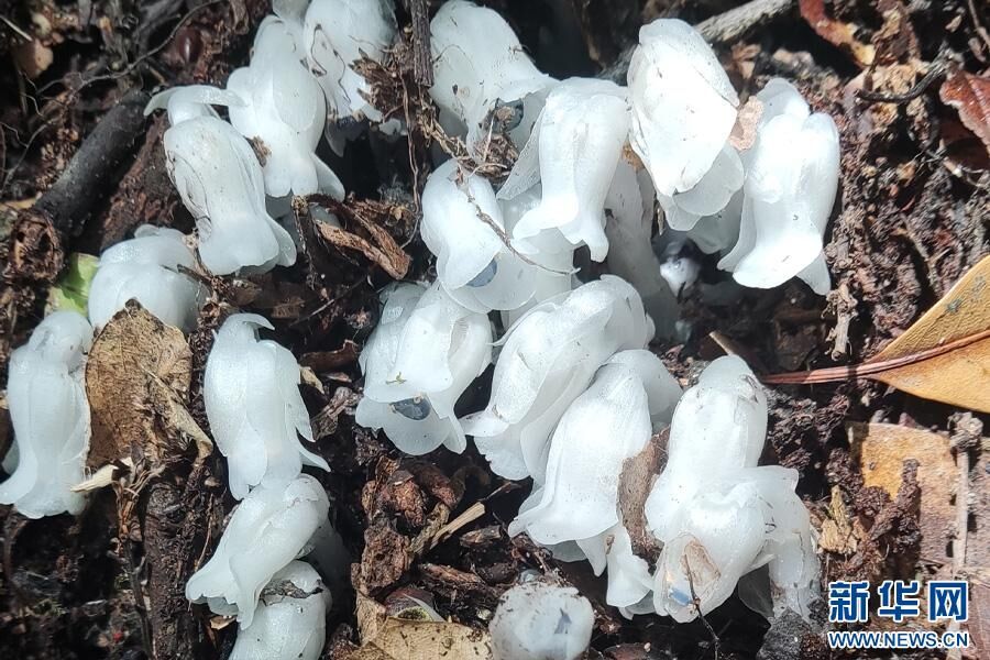 近危级珍稀植物水晶兰现身云南凤庆-3.jpg