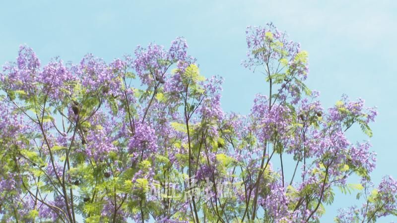 内江：蓝花楹盛放，吸引市民纷纷“打卡”-2.jpg