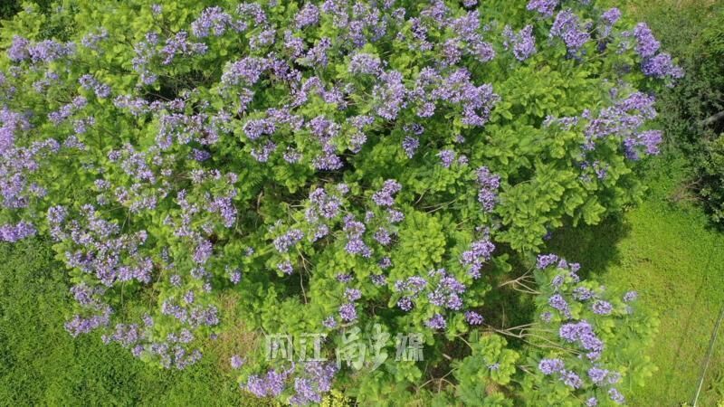 内江：蓝花楹盛放，吸引市民纷纷“打卡”-1.jpg