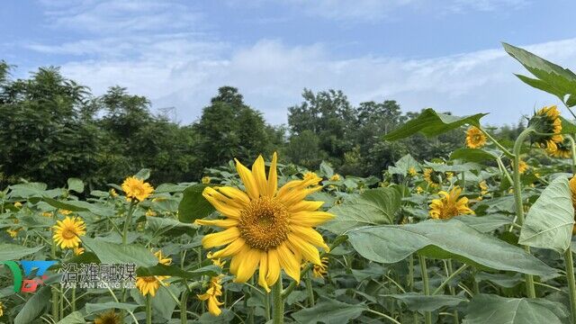 沿滩镇田铺村：陌上葵花开，邀您共赴一场金色盛宴-2.jpg