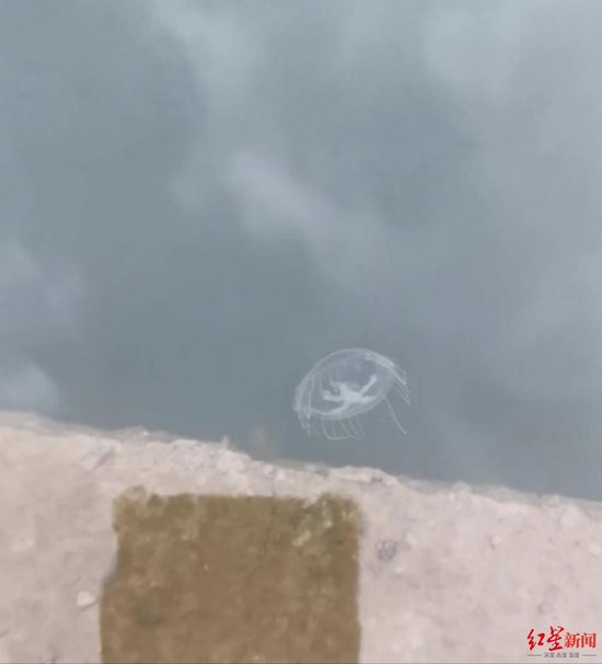 “水中大熊猫”桃花水母现身眉山一公园，系世界级濒危物种-1.jpg