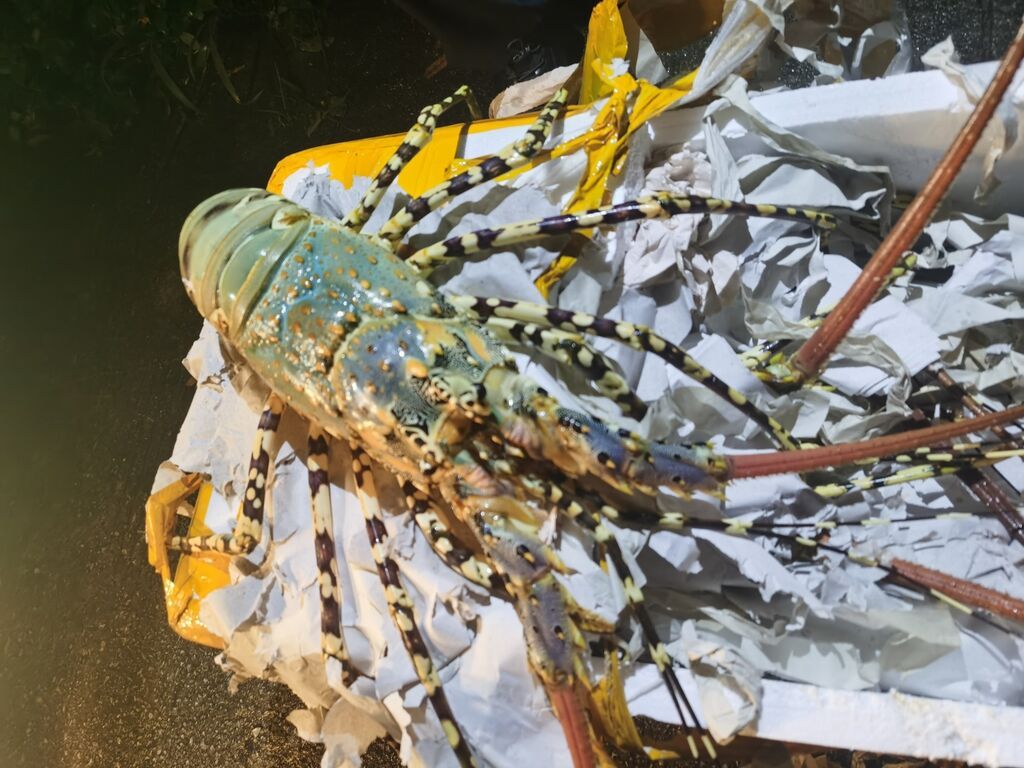 玉米地居然冒出大龙虾！广西靖西查获涉嫌走私案-1.jpg
