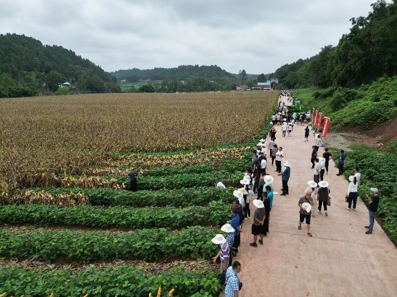 大暑前夕，这场推进会给出什么粮食高产的新招？-1.jpg